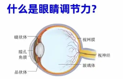 造成眼睛調節(jié)力差的原因有哪些？